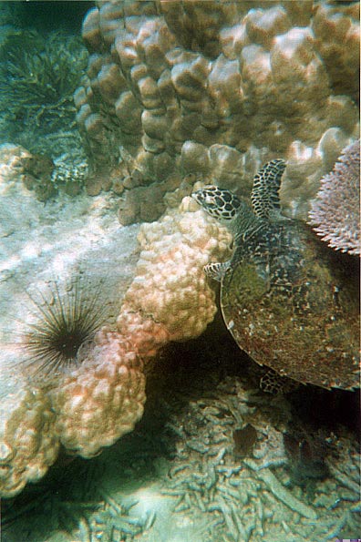 Turtle Tioman.jpg